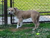 adoptable Dog in  named BABY
