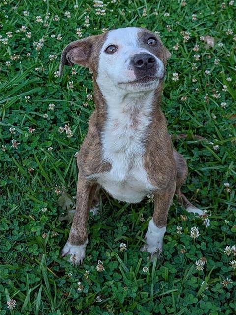 adoptable Dog in Grovetown, GA named ABEL