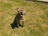 adoptable Dog in grovetown, GA named NALA