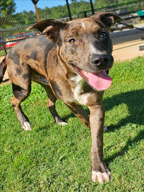 adoptable Dog in Grovetown, GA named KASE