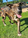 adoptable Dog in  named KASE