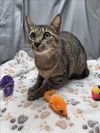 adoptable Cat in grovetown, GA named A117000