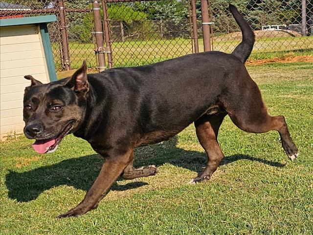 adoptable Dog in Grovetown, GA named MALAYA