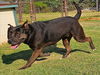 adoptable Dog in grovetown, GA named MALAYA