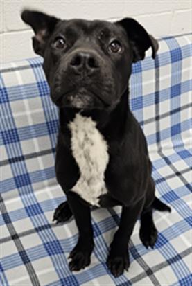 adoptable Dog in Grovetown, GA named TRIPP