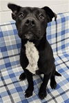 adoptable Dog in grovetown, GA named TRIPP
