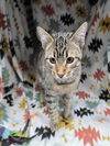 adoptable Cat in grovetown, GA named PEPPER