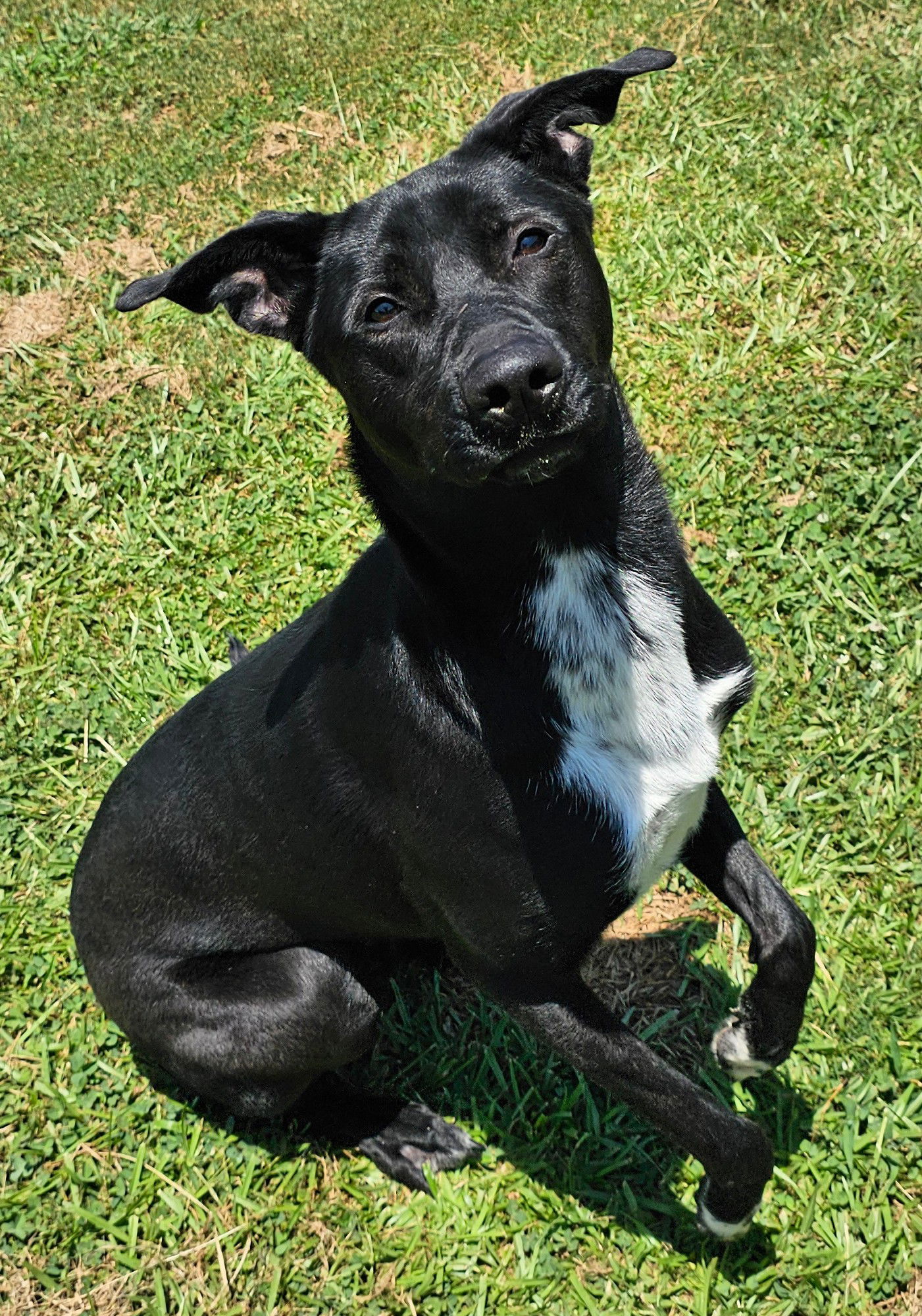 adoptable Dog in Grovetown, GA named HARRIET