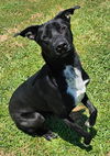 adoptable Dog in grovetown, GA named HARRIET