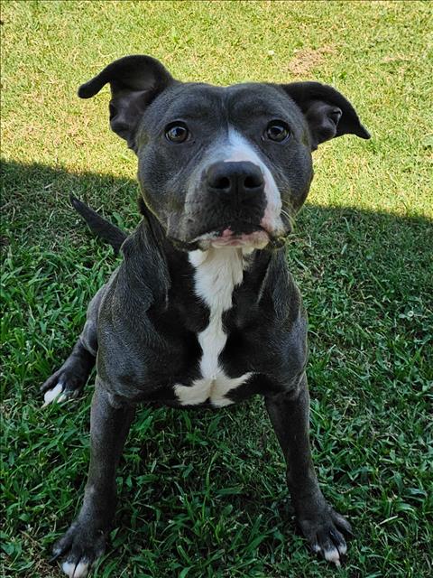 adoptable Dog in Grovetown, GA named MIA