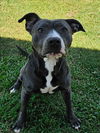 adoptable Dog in  named MIA