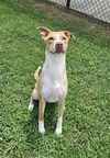 adoptable Dog in grovetown, GA named GINGER
