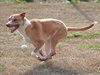 GINGER - Photo 1