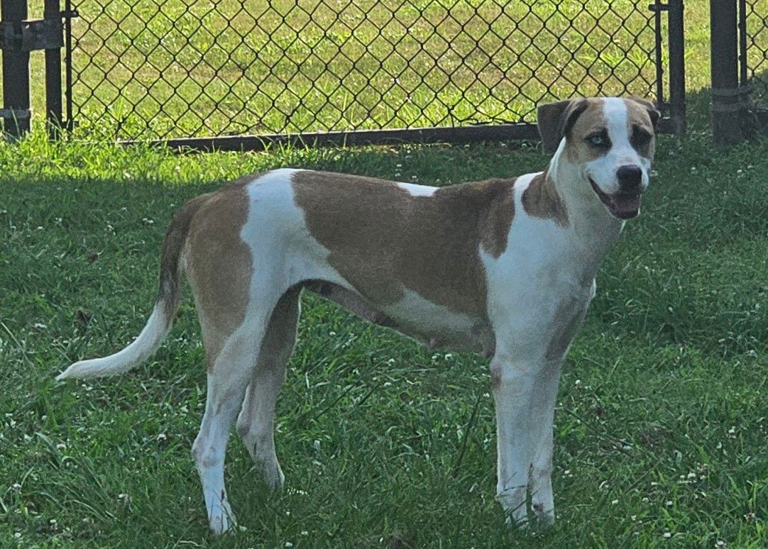 adoptable Dog in Grovetown, GA named JADE