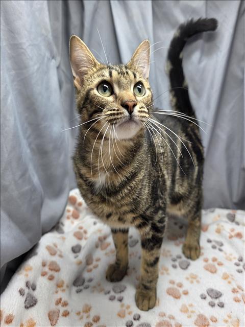 adoptable Cat in Grovetown, GA named A117533