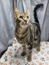 adoptable Cat in grovetown, GA named A117533