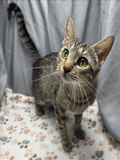 adoptable Cat in Grovetown, GA named A116999