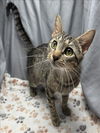 adoptable Cat in grovetown, GA named A116999