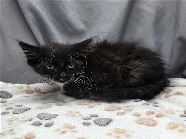 adoptable Cat in Grovetown, GA named A117366