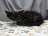adoptable Cat in grovetown, GA named A117366