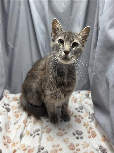 adoptable Cat in Grovetown, GA named A117468