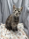 adoptable Cat in grovetown, GA named A117468
