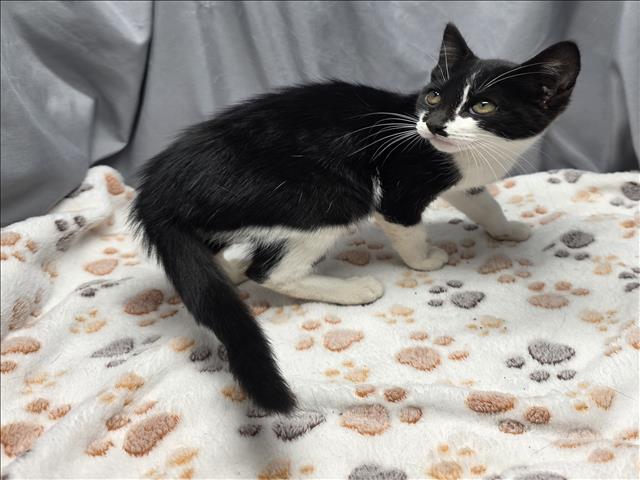 adoptable Cat in Grovetown, GA named A117634