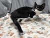 adoptable Cat in grovetown, GA named A117634