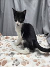 adoptable Cat in grovetown, GA named A117638
