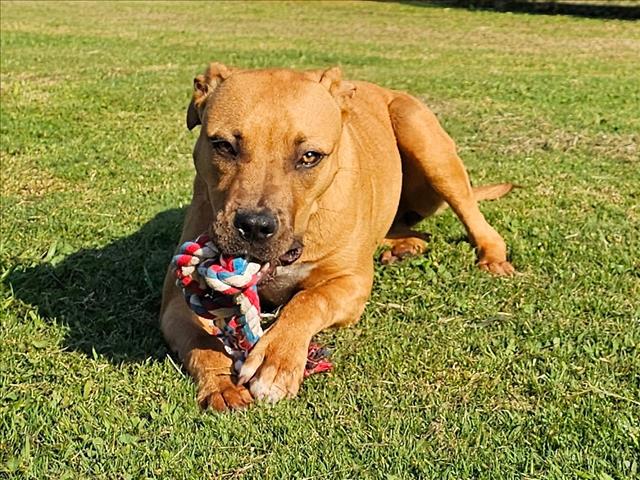 adoptable Dog in Grovetown, GA named HARLOW