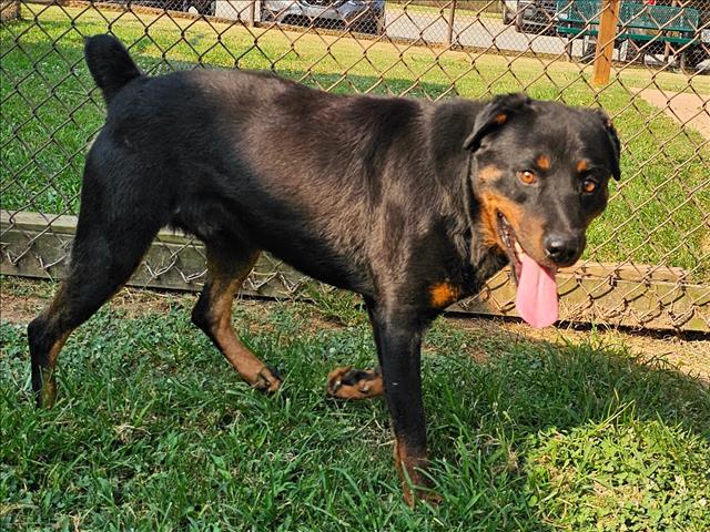 adoptable Dog in Grovetown, GA named BRUNO