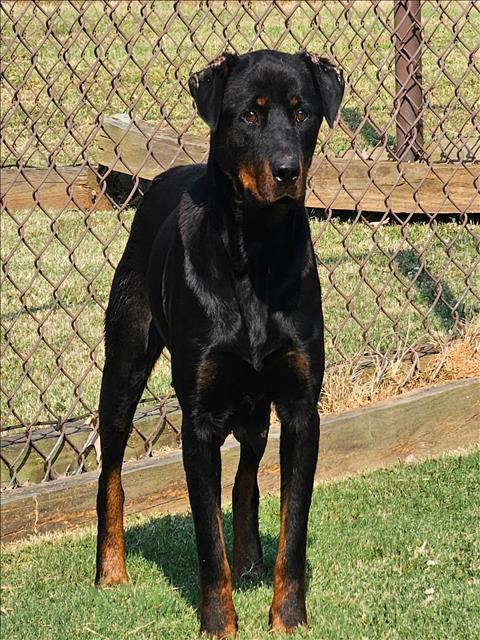 adoptable Dog in Grovetown, GA named SASHA