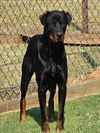 adoptable Dog in grovetown, GA named SASHA