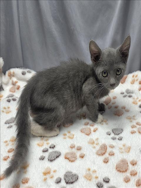 adoptable Cat in Grovetown, GA named A116972