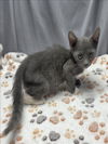 adoptable Cat in grovetown, GA named A116972