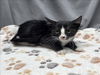 adoptable Cat in grovetown, GA named A117284