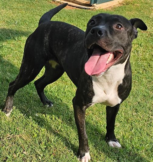 adoptable Dog in Grovetown, GA named RAVEN
