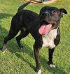 adoptable Dog in grovetown, GA named RAVEN
