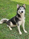 adoptable Dog in  named SAPPHIRE