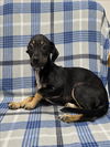 adoptable Dog in  named A117714