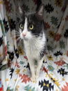 adoptable Cat in grovetown, GA named A117053