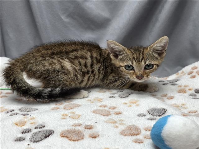 adoptable Cat in Grovetown, GA named A117113