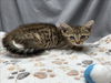 adoptable Cat in grovetown, GA named A117113