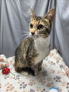 adoptable Cat in grovetown, GA named A117191