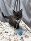 adoptable Cat in grovetown, GA named A117365