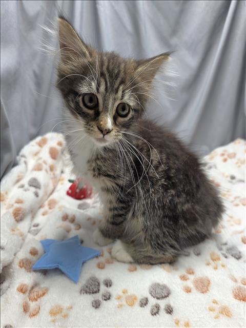 adoptable Cat in Grovetown, GA named A117368