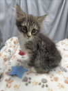 adoptable Cat in grovetown, GA named A117368