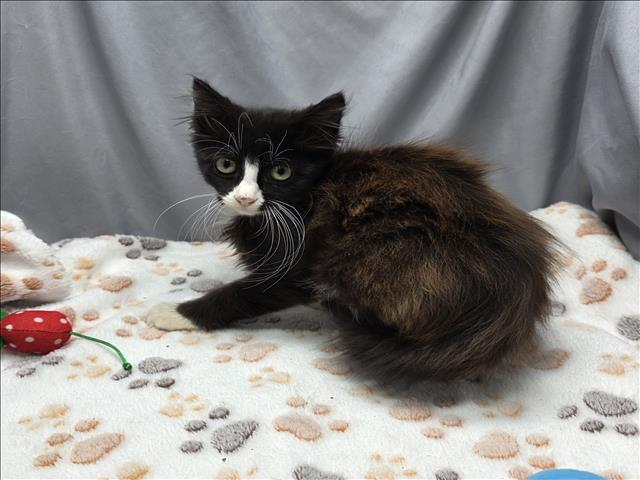 adoptable Cat in Grovetown, GA named A117688