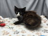 adoptable Cat in grovetown, GA named A117688