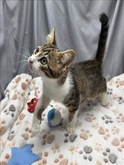 adoptable Cat in Grovetown, GA named A117729